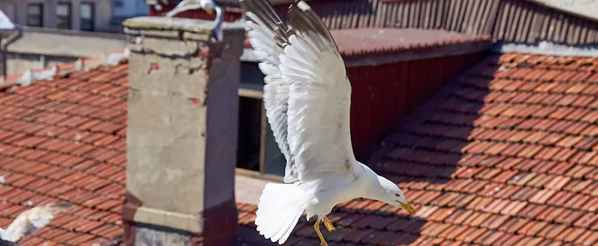 Residential Chimney Animal Removal Solution in Chanhassen, MN