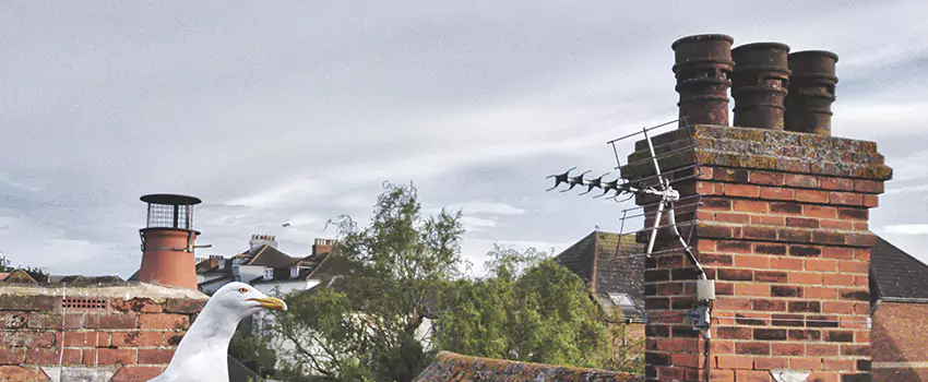 Chimney Cleaning And Restoration in Chanhassen, Minnesota